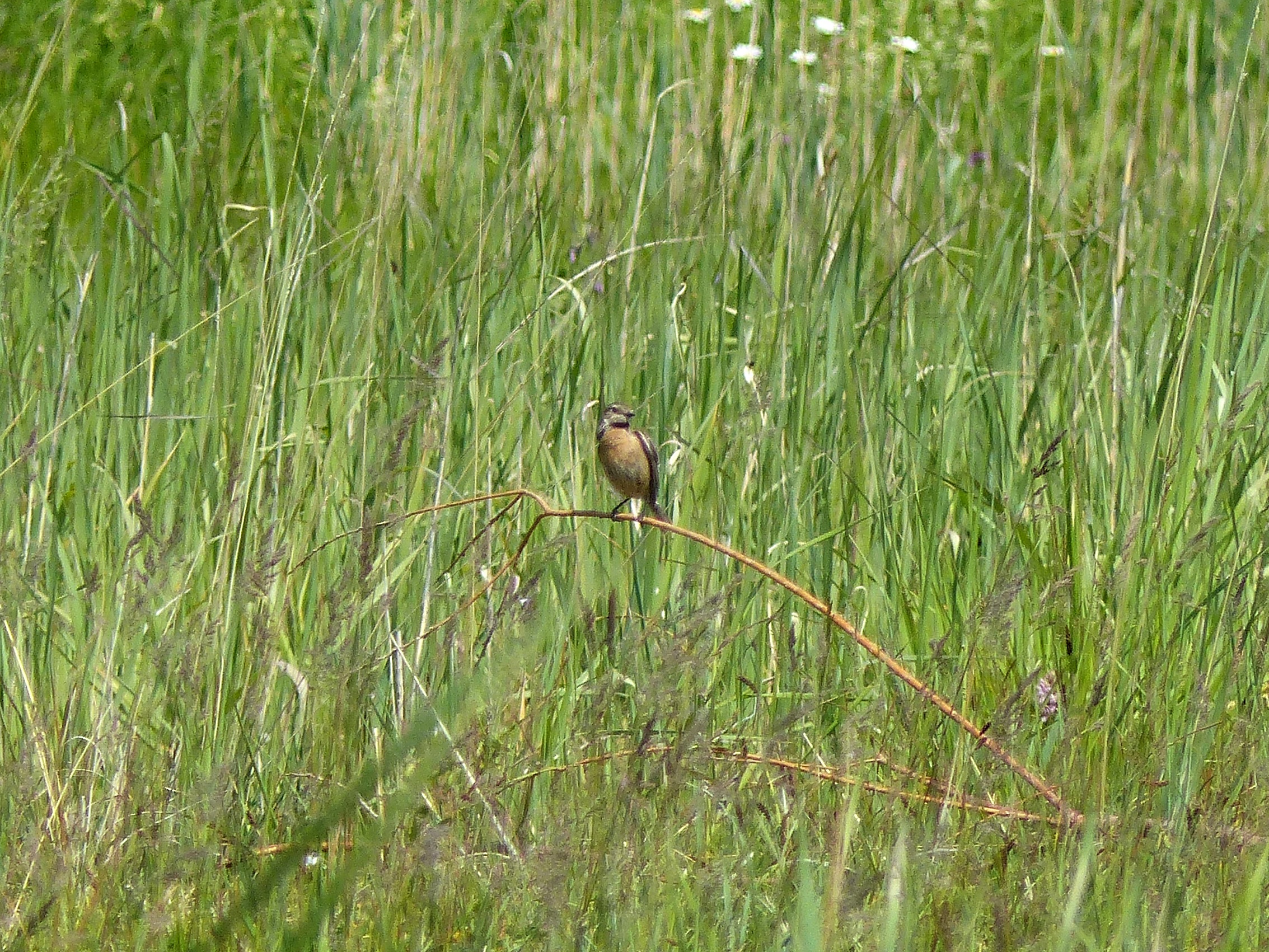 Paap, vrouwtje roodborsttapuit of iets anders